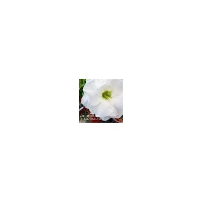 Adenium Obesum Double Flower NEW-111