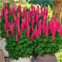 Саженцы Люпин Люпинова Кьюти, арт.: 74705