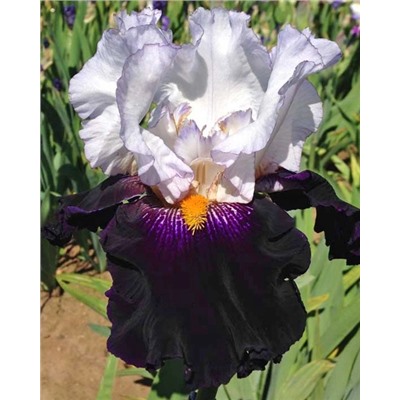 Луковицы (корни) Ирис бородатый Домино Нуар, арт.: 74593