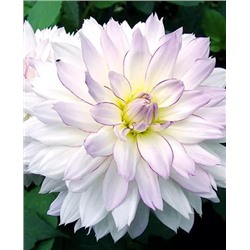 Клубни Георгин декоративный Крейзи лав, арт.: 69624