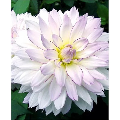 Клубни Георгин декоративный Крейзи лав, арт.: 69624