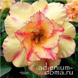 Adenium Obesum Double Flower LEADING LADY