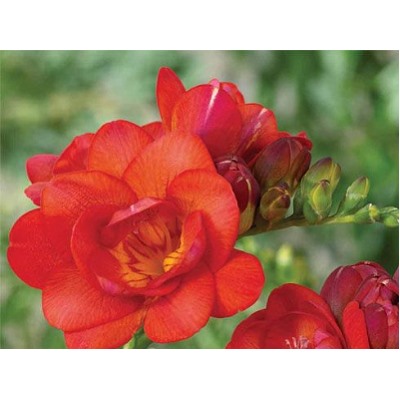 Фрезия махровая красная "Freesia Red" 10шт