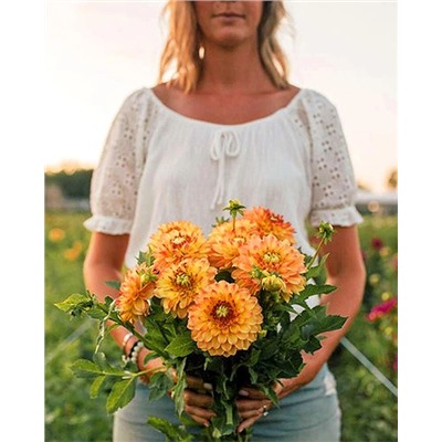 Клубни Георгин помпонный Санни бой, арт.: 69630