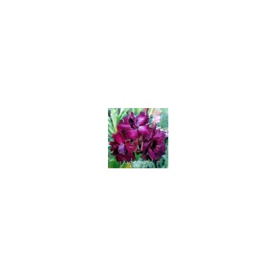 Adenium Obesum Double Flower PURPLE PHOENIX