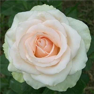 La Perla "Ля Перла"