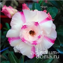 Adenium Obesum Double Flower HANH PHUC