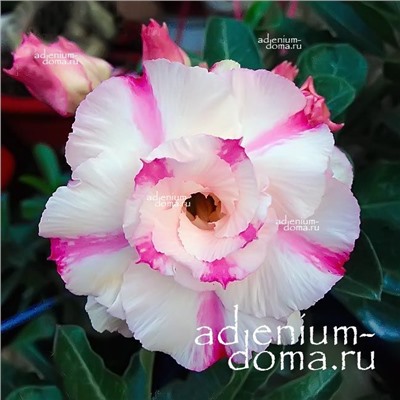 Adenium Obesum Double Flower HANH PHUC