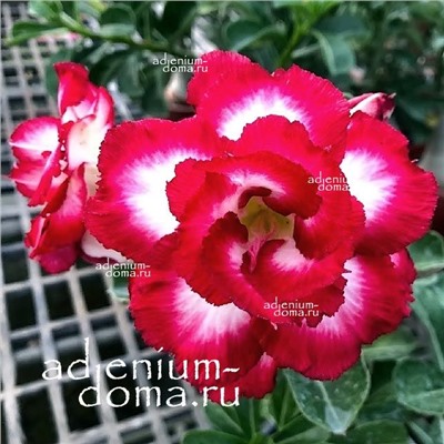Adenium Obesum Double Flower LORINA