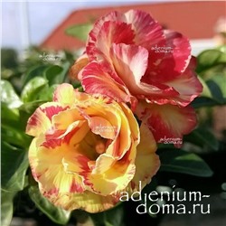 Adenium Obesum Double Flower CINDERELLA