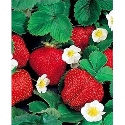 Саженцы клубники (земляники) садовой Кармен, арт.: 73784