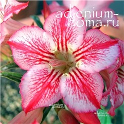 Adenium Obesum Desert Rose STAR OF HOPE