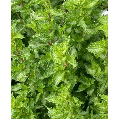 Саженцы Мята Криспа, арт.: 69788