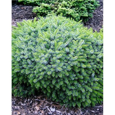 Саженцы Ель сербская Карел, арт.: 74735