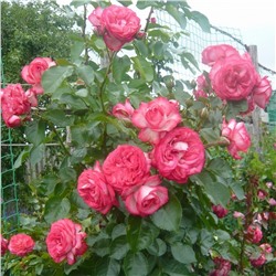 Роза плетистая Antique "Антик"