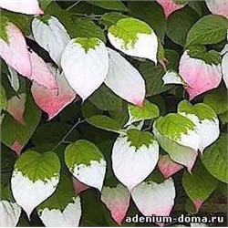Actinidia KOLOMIKTA (Актинидия)
