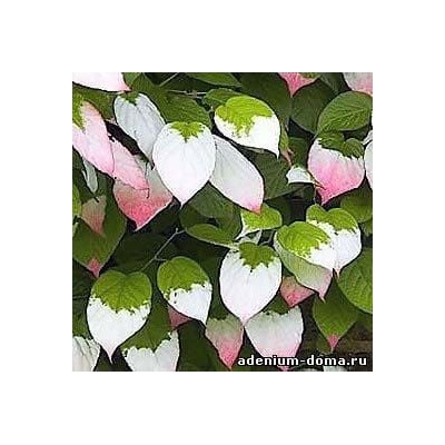 Actinidia KOLOMIKTA (Актинидия)