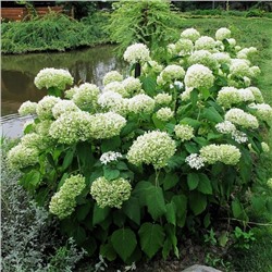 Саженцы Гортензия древовидная Стерилис, арт.: 8818