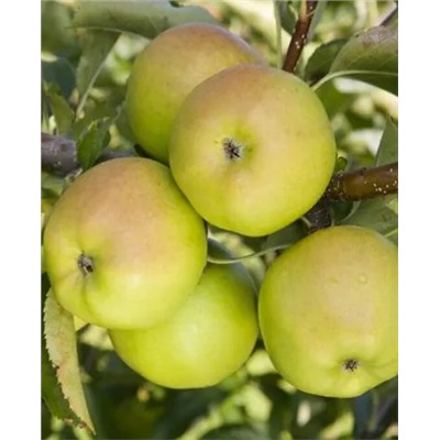 Саженцы Яблоня Исетское позднее, арт.: 73049