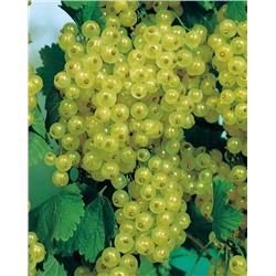 Саженцы Смородина Изумрудное ожерелье, арт.: 645