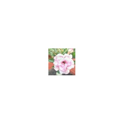 Adenium Obesum Double Flower NEW-156