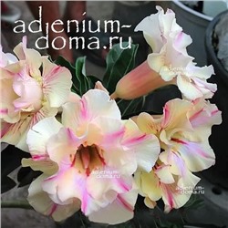Adenium Obesum Double Flower KIM NGUU