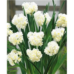 Луковицы Нарцисс Эрличир, арт.: 73221