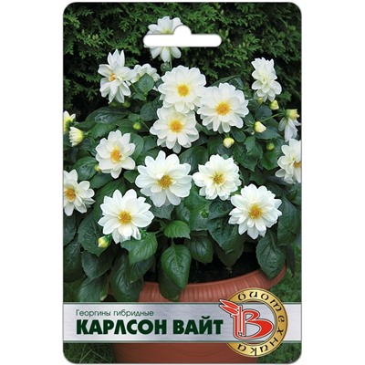 Георгины гибридные Карлсон Вайт