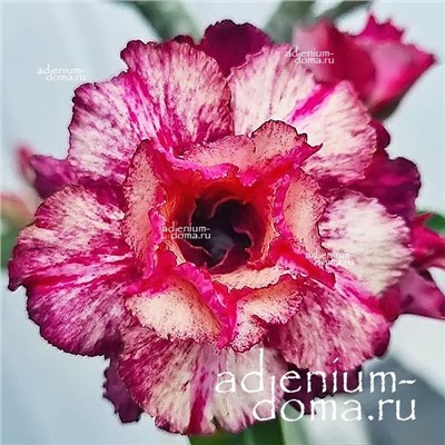 Adenium Obesum Double Flower TC-21