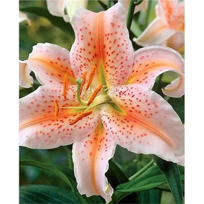 Луковицы Лилия восточная Салмон Парти, фасовка: 1 шт, арт.: 73875