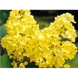 Сирень Primrose "Примроуз" Р9