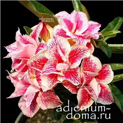 Adenium Obesum Double Flower LADY ROSE