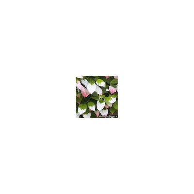 Actinidia KOLOMIKTA (Актинидия)