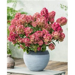 Саженцы Гортензия метельчатая Петит Черри, арт.: 70047