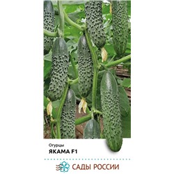 Семена Огурец Якама F1, арт.: 74359