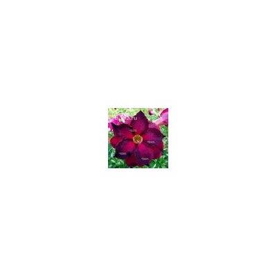 Adenium Obesum Double Flower PURPLE FLОURISH