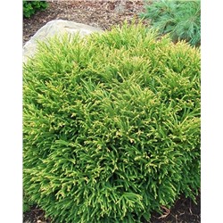 Саженцы Туя западная Литл Чемпион, арт.: 75005