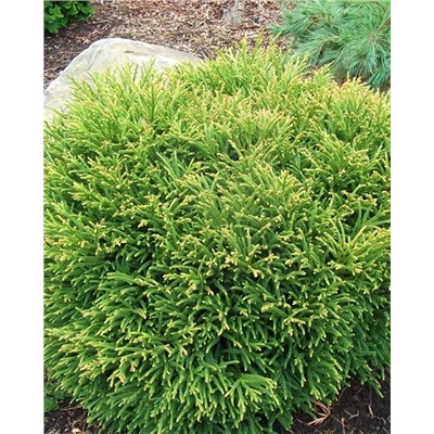 Саженцы Туя западная Литл Чемпион, арт.: 75005