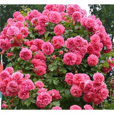 Rosarium Uetersen "Розариум Ютерсен"