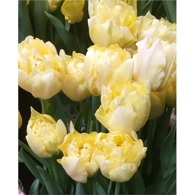 Луковицы Тюльпан махровый ранний Верона, арт.: 73203