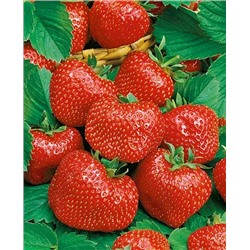 Саженцы Клубники (Земляники) садовой Вима Тарда, арт.: 11050