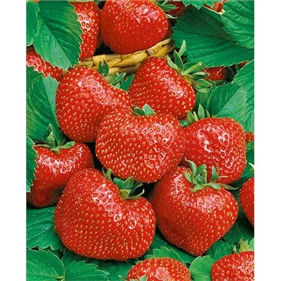 Саженцы Клубники (Земляники) садовой Вима Тарда, арт.: 11050