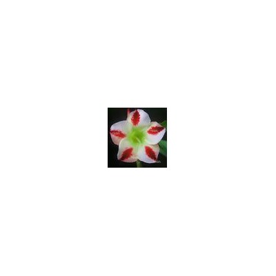 Adenium Obesum Desert Rose PHOENIX