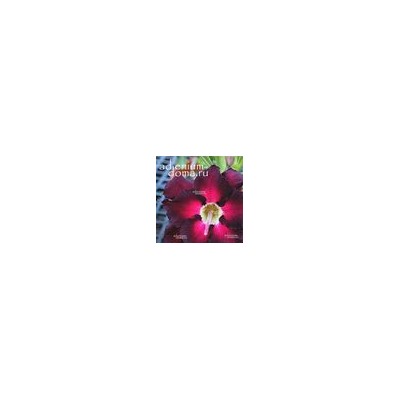 Adenium Obesum Double Flower NEW-137