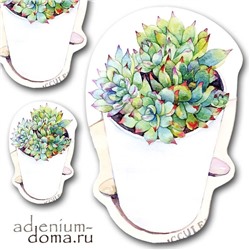 Открытка Echeveria PROLIFICA (Эхеверия, Эчеверия)