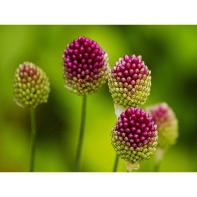 Allium Sphaerocephalon "Лук декоративный Круговой" 5шт