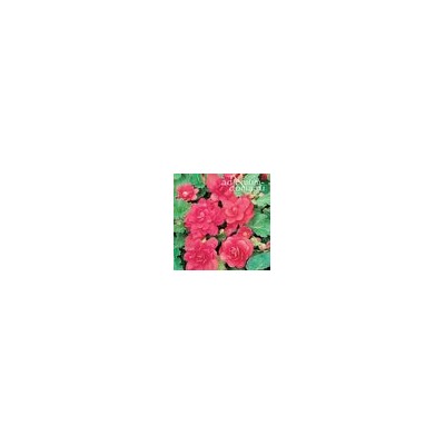 Begonia ILLUMINATION ® 'ROSE' (Бегония)