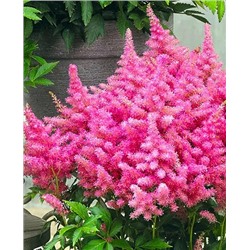Саженцы Астильба Хонки Тонк, арт.: 69529