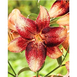 Луковицы Лилия азиатская Танго Чоклат Ивент, фасовка: 1 саженец, арт.: 74643