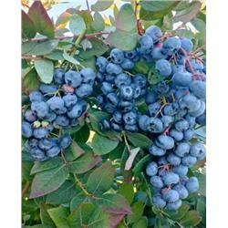 Саженцы Голубика Хардиблю, арт.: 74545